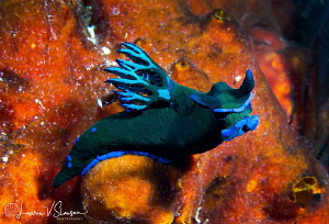 Tambja morosa/Photographed with a Canon 60 mm macro lens ... by Laurie Slawson 